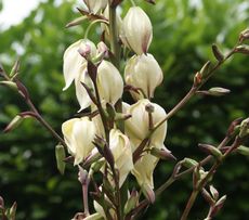 Yucca-Blüte-078.jpg